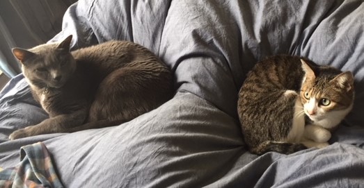 �ɂ�񂱕s���Y